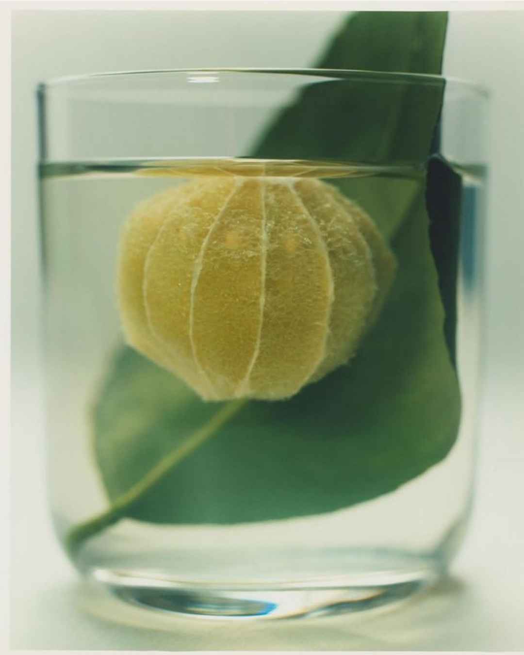 LAND ESSENTIALS Daily Lemon