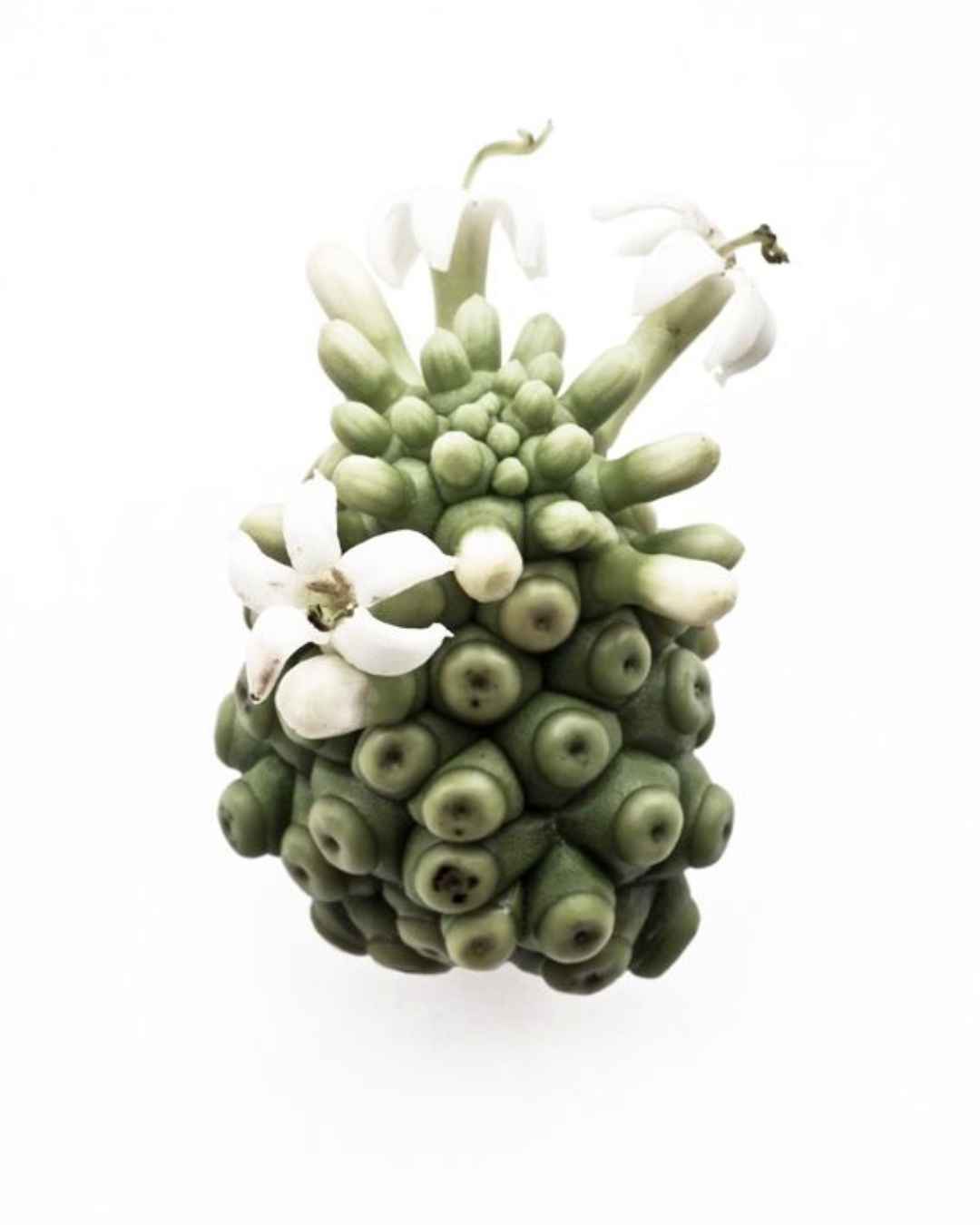 DYNAMIC HEALTH Organic Noni Juice